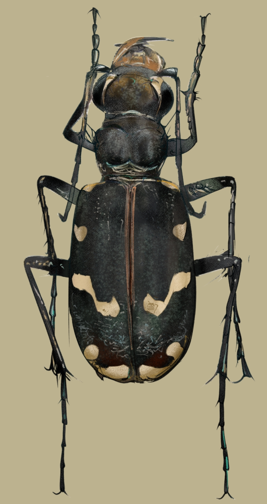 実家にあったサイン色紙です。イラストとサインがありますが、どなたの