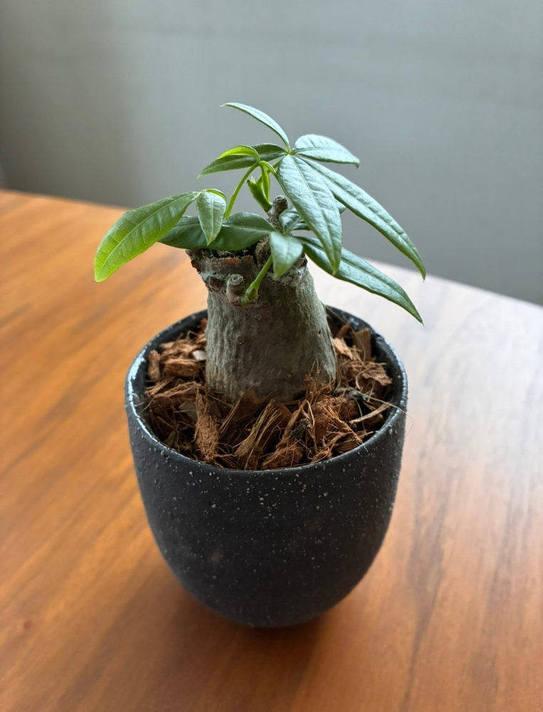 お世話になります。盆栽鉢に押してある落款なのですか？何と読むの