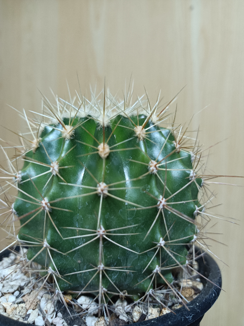 お世話になります。盆栽鉢に押してある落款なのですか？何と読むの