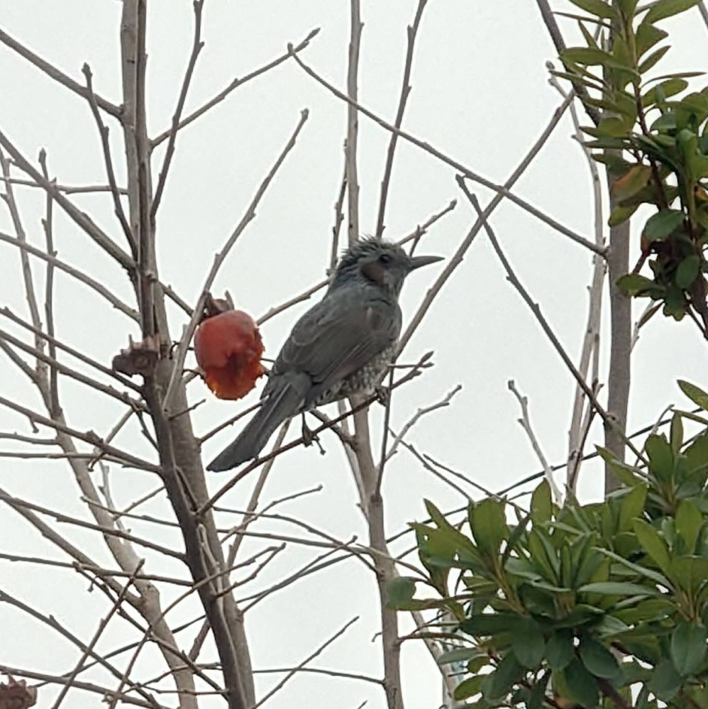 この鳥の名前を教えてください。雀よりも少し大きいサイズに思いました