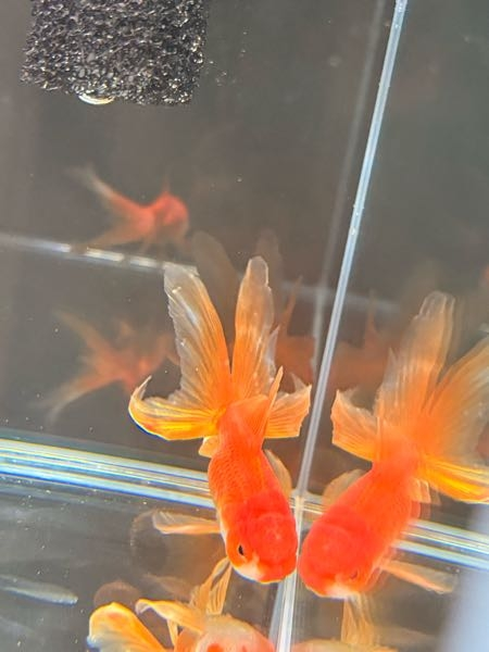 オランダ獅子頭です。3日前に購入し、今日本水槽に入れました。3匹いる 