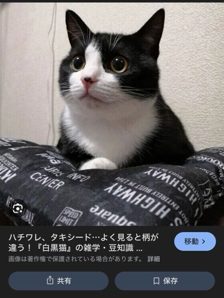 こういう白黒のハチワレの猫ってなんていう種類ですか？ブリーダー