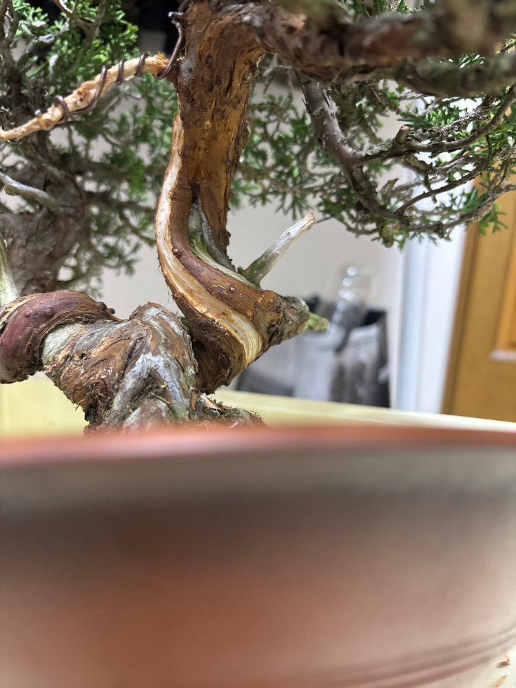 真柏なんですが、シャリ入れをしたのですが水吸いが細くなりすぎてしま