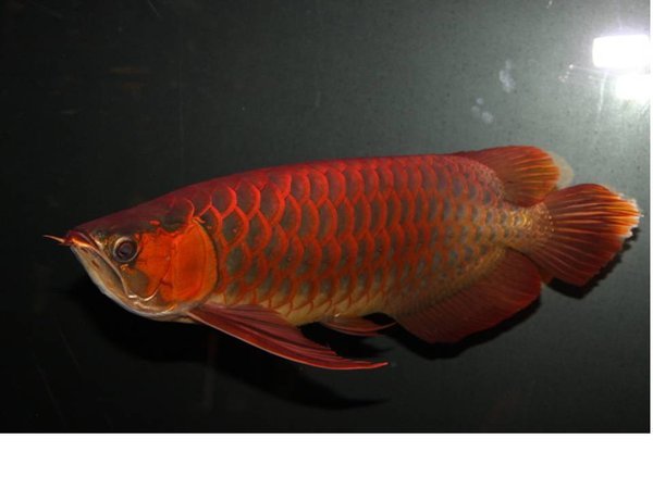 赤いアジア・アロワナ幼魚』の本当に赤くなる個体の見分け方について 