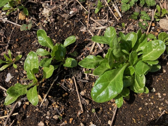 家庭菜園の所に生えてきた植物。何の種類かわかる方はいらっしゃいます 