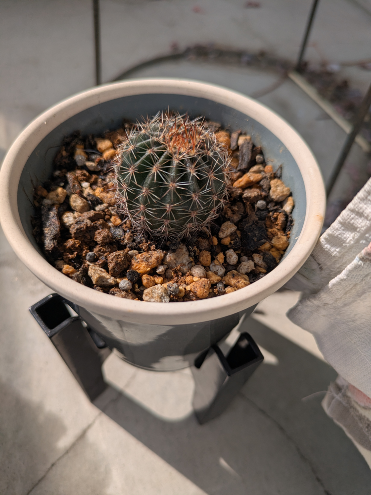 エキノプシスの花サボテンです去年の8月に買いましたが最近上の方が赤