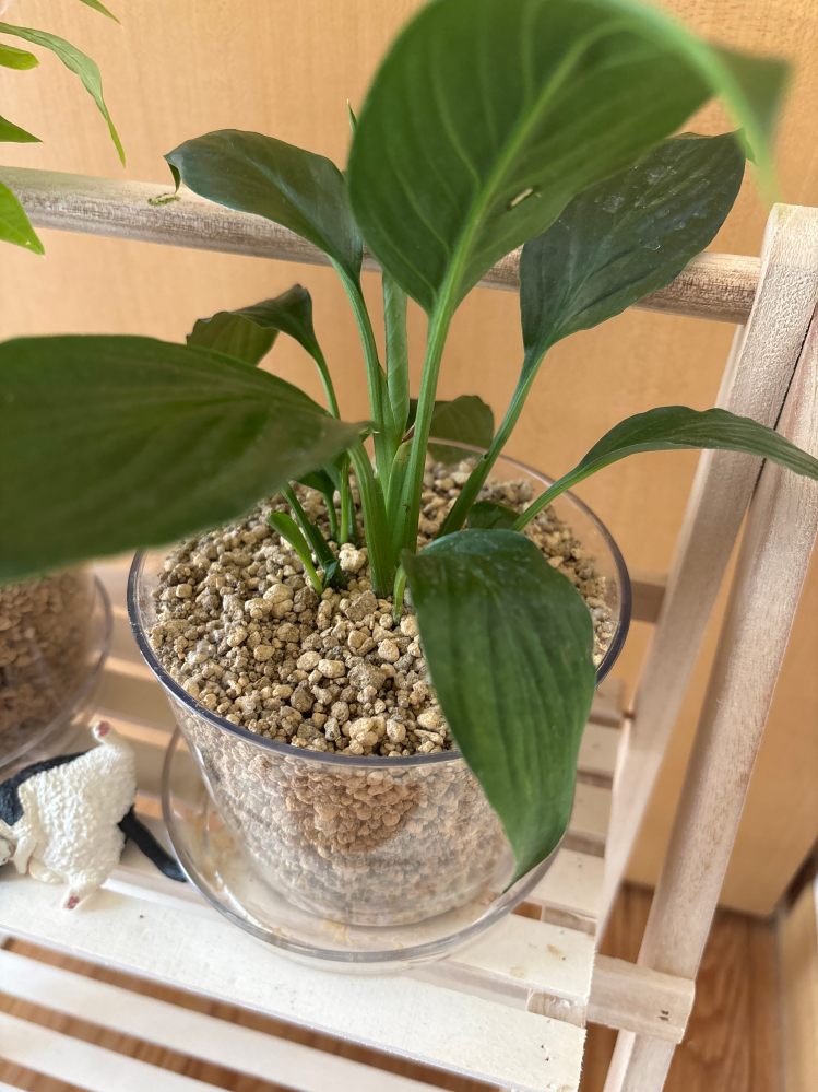 観葉植物についてダイソーで写真の観葉植物を買って育てているのですが 