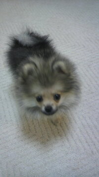 犬がカーペット留め用の押しピンをかじって困っています 飼い始めて一か月の幼犬 Yahoo 知恵袋