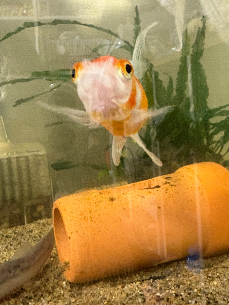 金魚のポップアイについてこちらの個体はポップアイでしょうか？なんと 