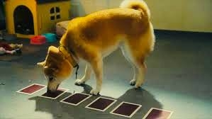 犬に第六感があるんじゃないか？と思ったことはありますか？