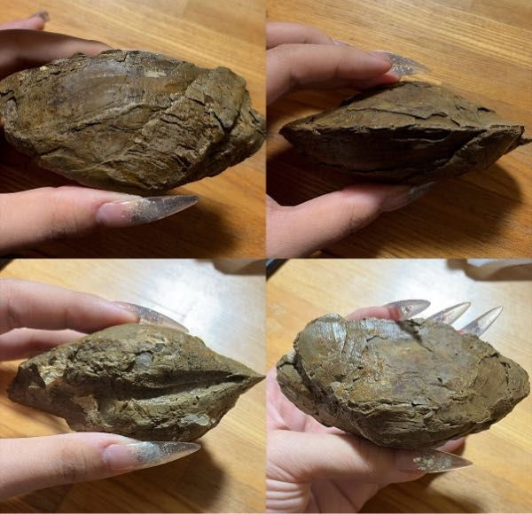 これって貝の化石ですか？(これは濡れている状態です)石狩の海岸の地層 