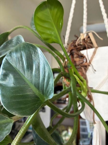 この観葉植物の名前分かりますか？ - Yahoo!知恵袋