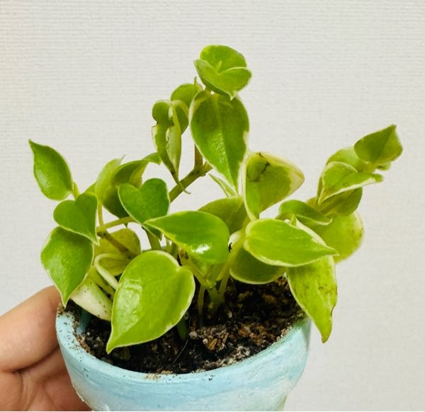 激安！観葉植物(名前不明) この観葉植物の名前は何でしょうか？？100円ショップで先日購入しま