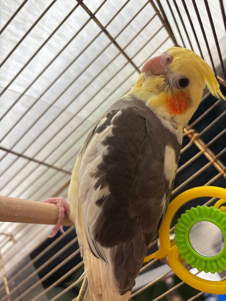 オカメインコ❤確認用です。 2月生まれのオカメインコです。性別が大体でいいのでわかる方いたら教