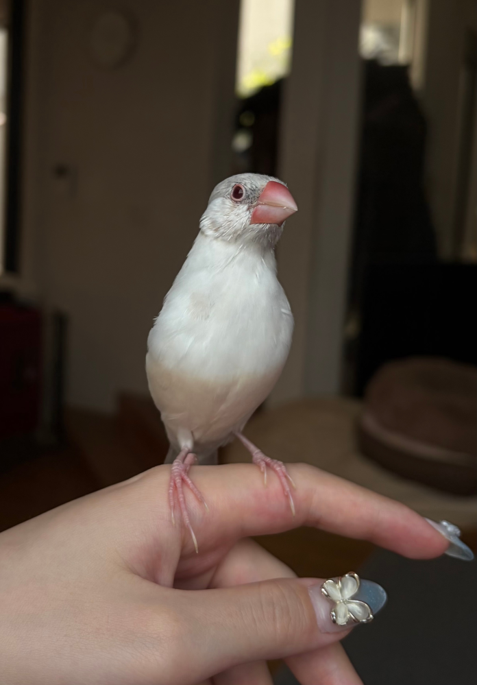 クリーム文鳥色味確認用 文鳥のカラーについて。画像の文鳥は何文鳥になりますか。ペットショッ