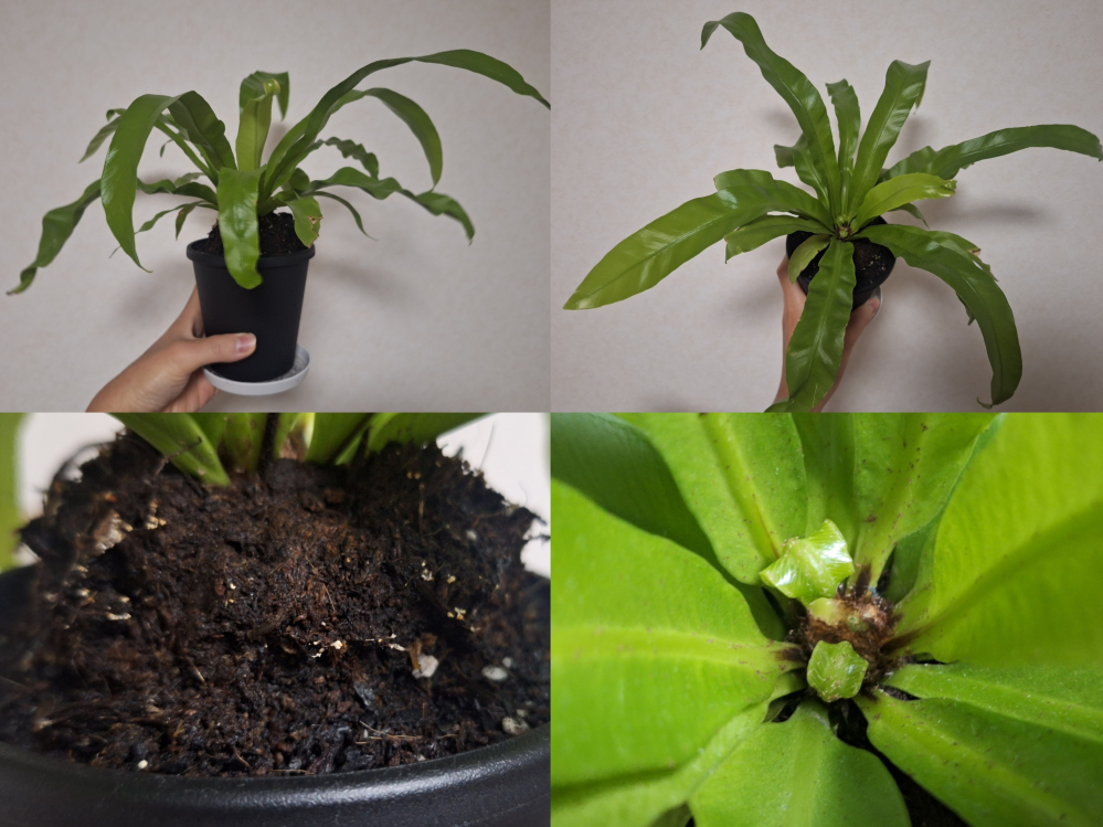 観葉植物、アスプレニウム、オオタニワタリ(シマオオタニワタリ？)に