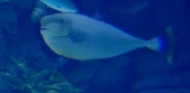 この魚の名前を教えてください