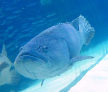 この魚の名前を教えてください