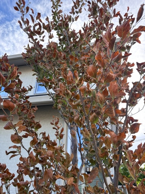 15年程になる椿が春にいつも通り新芽が出たのですが5月頃から枯れ始