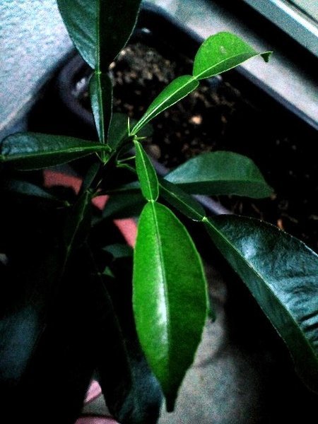 近所に生えてた葉っぱです 謎の葉っぱの正体が知りたいです。 - 母が何かの種を植えたら生えて