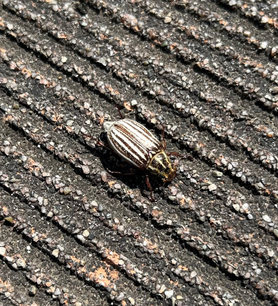 この虫ってなんの虫ですか？？散歩中見つけました！コガネムシ？タマム