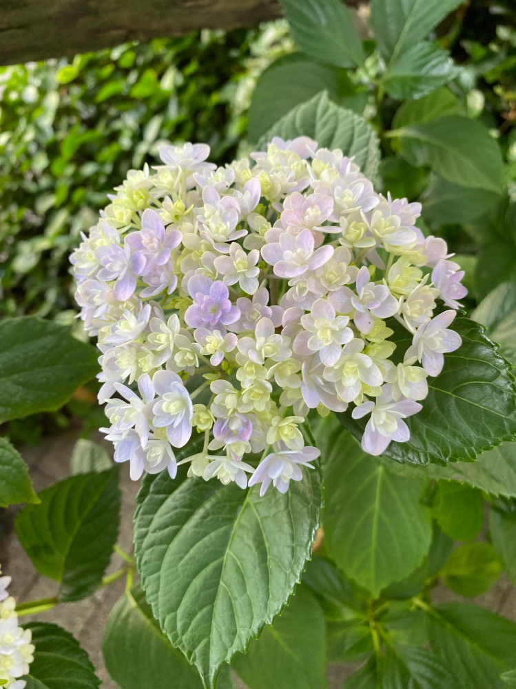 紫陽花の名前を教えて下さい。2年前に購入した紫陽花ですが、ラベルが 