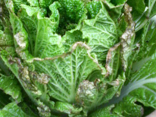 白菜の病気でお尋ねしますプランターで白菜を作ってます 葉先が茶色く Yahoo 知恵袋