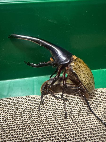 ③ヘラクレス ※郵送の場合→送料込 虹色Farm】ヘラクレスオオカブト 幼虫2