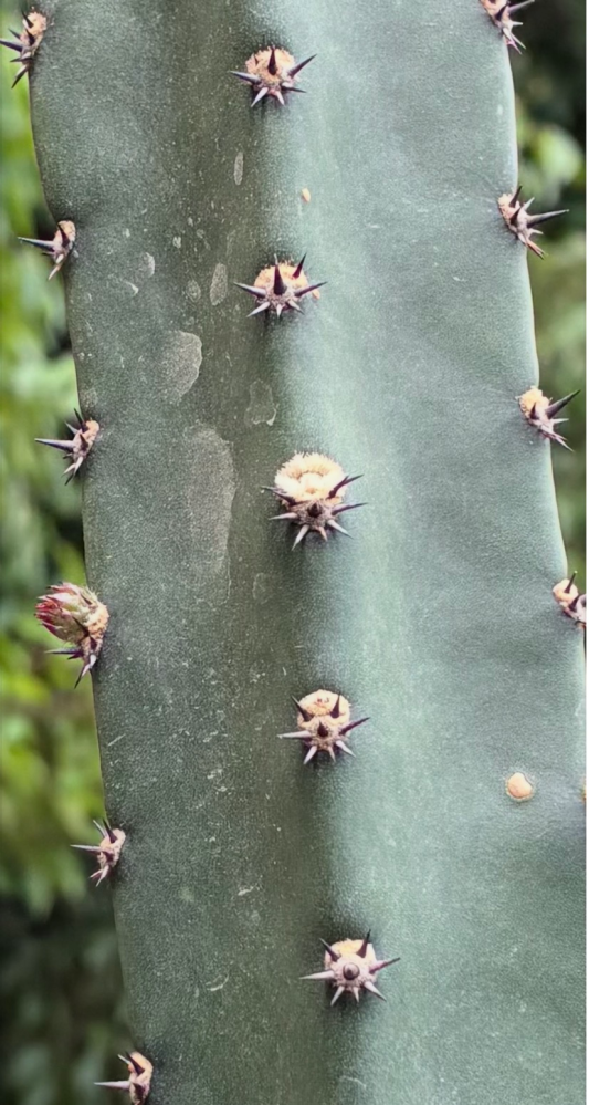 柱サボテンについて質問です。この写真のサボテンの品種は何でしょうか
