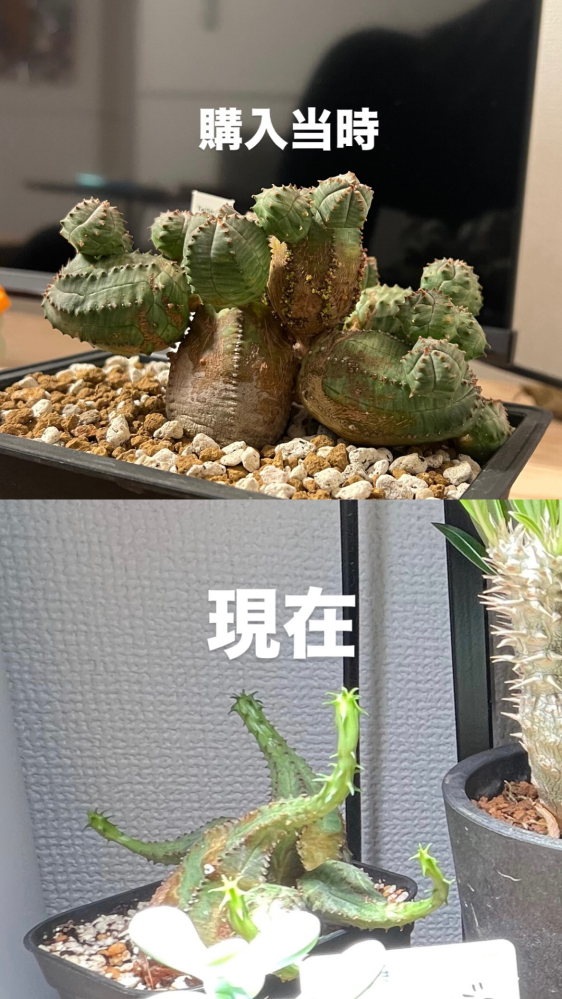 茶色いお饅頭オベサ 鉢3号サイズ 上部以外全木質化 万古焼 金彩