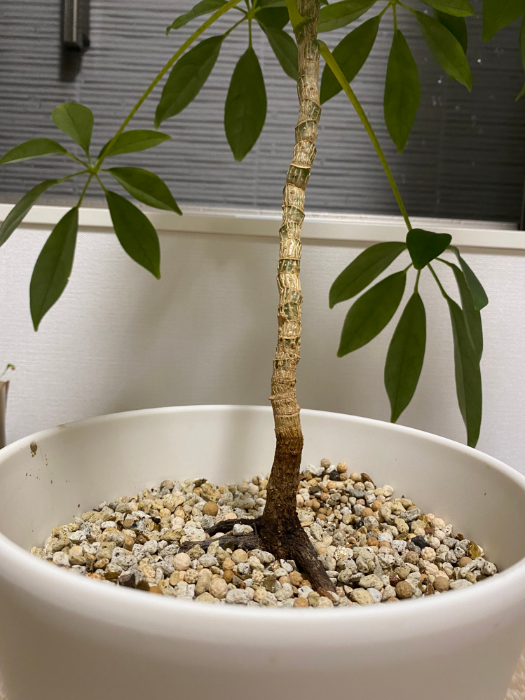 ワシントンヤシの木について質問です2～3年物のまだ小さなヤシの木が