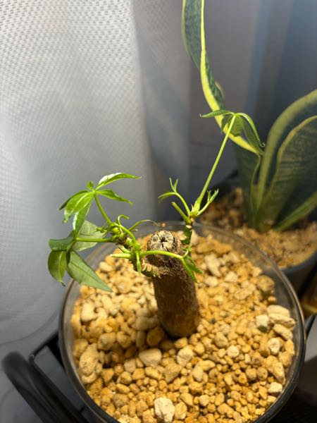 パキラページです このパキラは、もう手遅れでしょうか…。新しい芽はあるがひょろひょろ