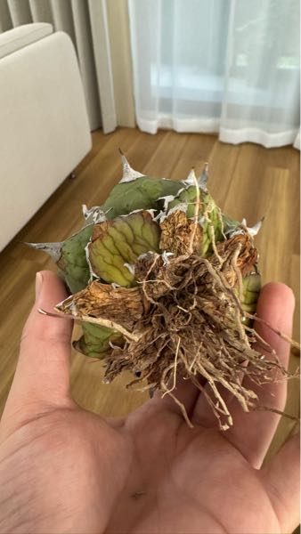 大変素敵なアガベを購入しましたネット購入でぬき苗で配送されてきたの