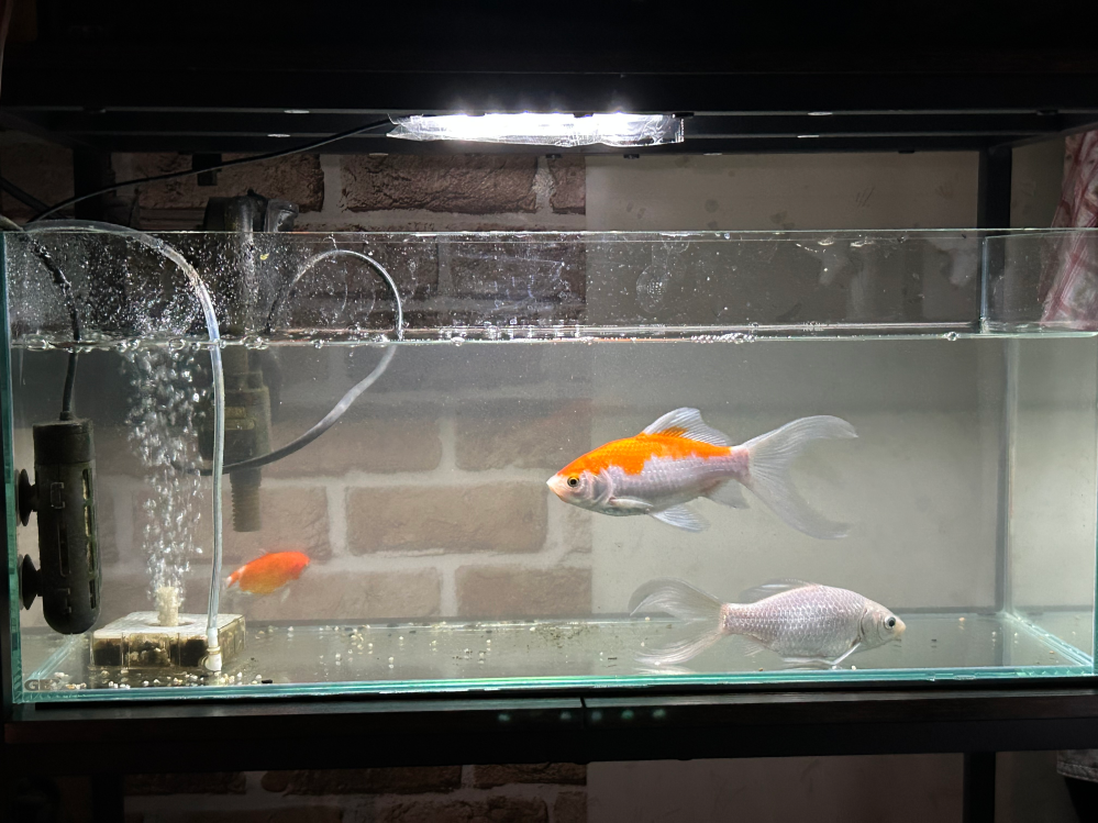60センチガラス水槽にコメット3人は厳しそうですか？ - Yahoo!知恵袋