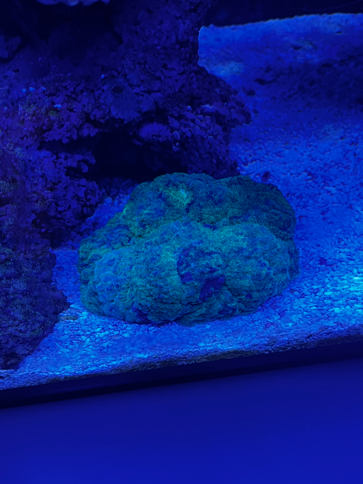 アクア初心者です今30cm水槽でお魚1匹飼育しています。アクアの沼 
