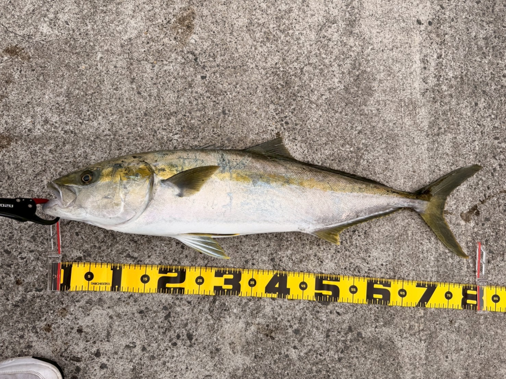 タナセンサー300にフロロカーボンライン5号何メートル巻けますか