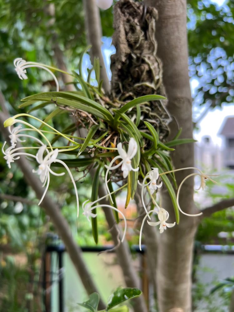 この花はの名前を教えて下さいm(__)m - 風蘭 - Yahoo!知恵袋