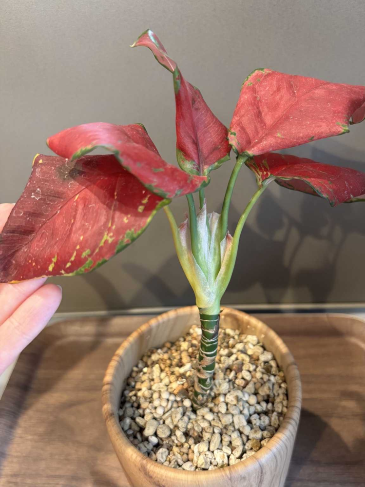 観葉植物ピレアペペロミオイデスパンケーキプランツ1週間ほど前に購入