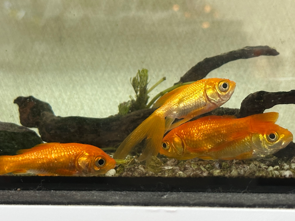 オスカーとアロワナを混泳させているんですが、アロワナの餌(カーニ 