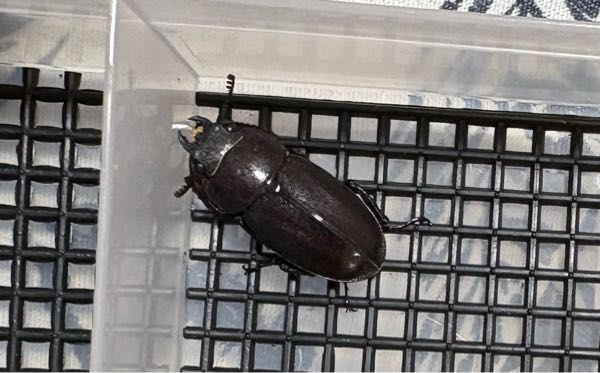 冷やし虫家というものがあると聞きました。これは、クワガタを飼育する 