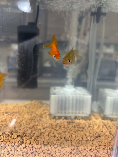 金魚についてです。先週土曜日に種類を選べないという条件で、3センチ 