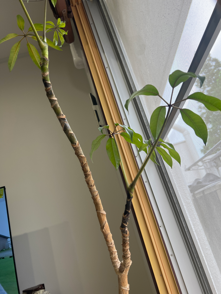 観葉植物について質問です。一部、枝が黒く変色してしまっているのです