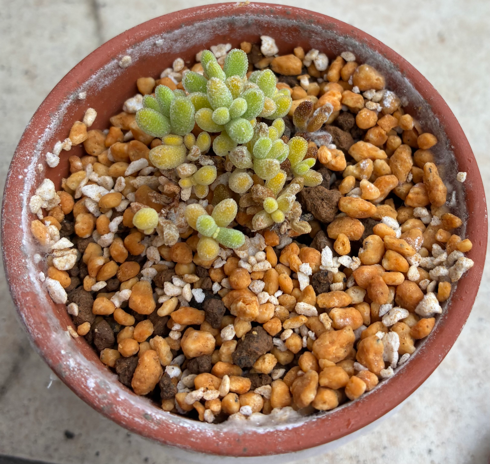 こんにちは。多肉植物について教えてください。ドロサンテマムを先月末