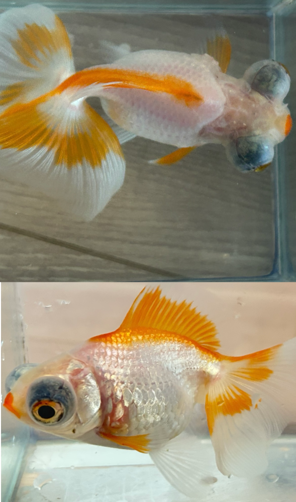 子どものころ、金魚を飼っていました。2回ほど、その金魚が金魚鉢から