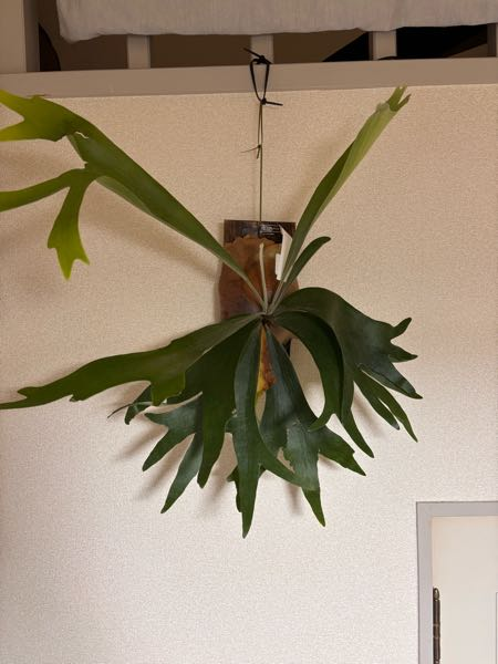 半年前に園芸店で買ったビカクシダなのですが品種名はなんでしょうか