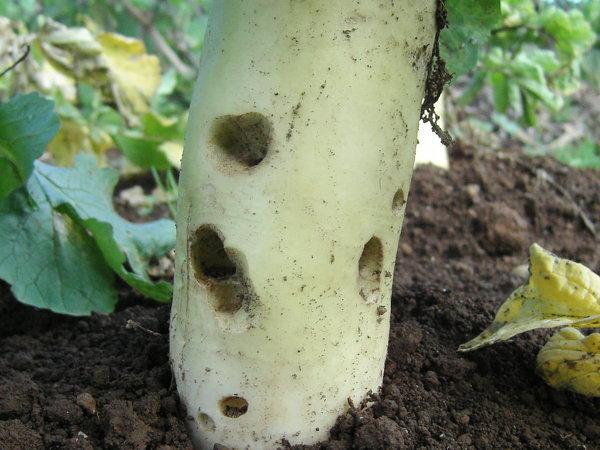 家庭菜園の大根です 虫 に食われたのでしょうか 原因 犯人 と Yahoo 知恵袋