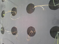 たまねぎの育て方を教えて 立ち枯れてしまいます 苗を植え付け Yahoo 知恵袋