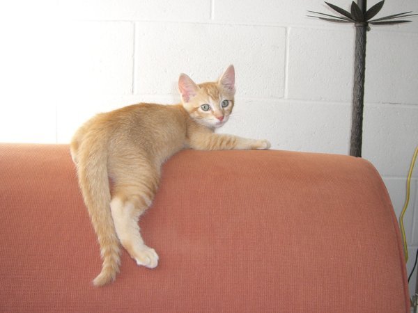 夜、飼い猫をゲージに入れますか？放しておきますか？１才と数ヶ月 