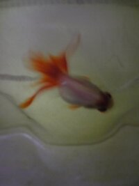 金魚の尾びれに血管みたいに赤い筋がたくさんできました 1週間前 Yahoo 知恵袋