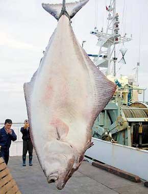 美味しい魚ですか 刺身で食べると美味しいと聞きますが いくら Yahoo 知恵袋